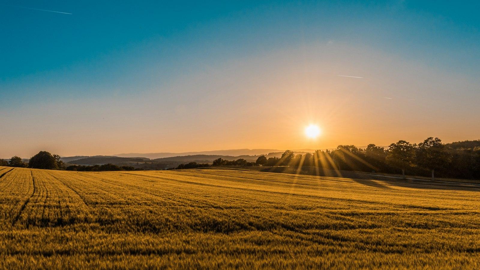 Campo abierto con luz de amanecer